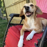 Entry image for Sally Beagle