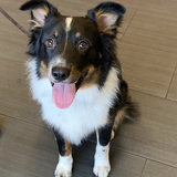 Entry image for Levi