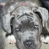 Entry image for Diesal