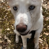 Entry image for Ingrid