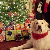 Entry image for Marshmello