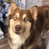 Entry image for Creed