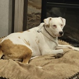 Entry image for Remy