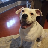 Entry image for Sugar