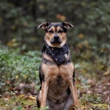 Entry image for Luna