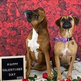 Entry image for Sadie and Ripley