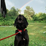 Entry image for Stan