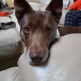 Entry image for Kori