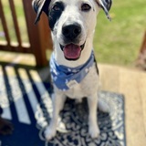 Entry image for Otto