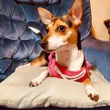 Entry image for Cadence