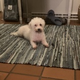 Entry image for Pearl Elizabeth Lambchop Diamond 