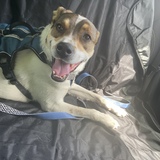 Entry image for Nash