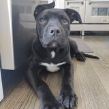 Entry image for Nico