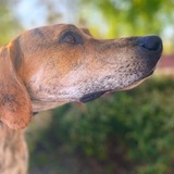 Entry image for Casey