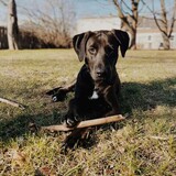 Entry image for Jack 