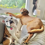 Entry image for Wilson & Snubbull