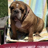 Entry image for Maxwell FEZ