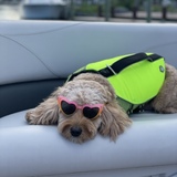 Entry image for Trixie 