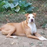 Entry image for Tayzer