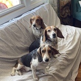 Entry image for Fred, Wilma, and Banjo