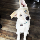 Entry image for Humphrey 