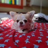 Entry image for Paloma