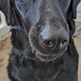 Entry image for Phoenix 