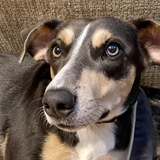 Entry image for Dwight