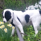 Entry image for Pastorius 