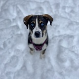 Entry image for Daisy 