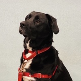 Entry image for Mika