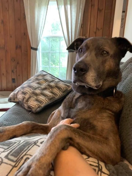 Entry image for Jester . Clicking this image will show a larger photo