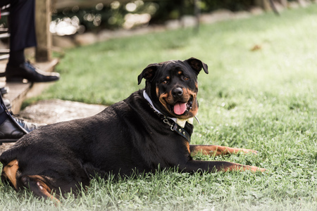 Entry image for Dozer. Clicking this image will show a larger photo