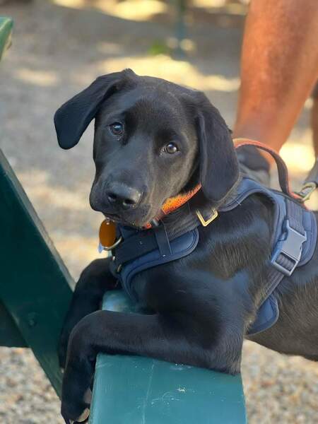 Entry image for Maverick. Clicking this image will show a larger photo