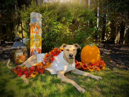 Entry image for Luna. Clicking this image will show a larger photo