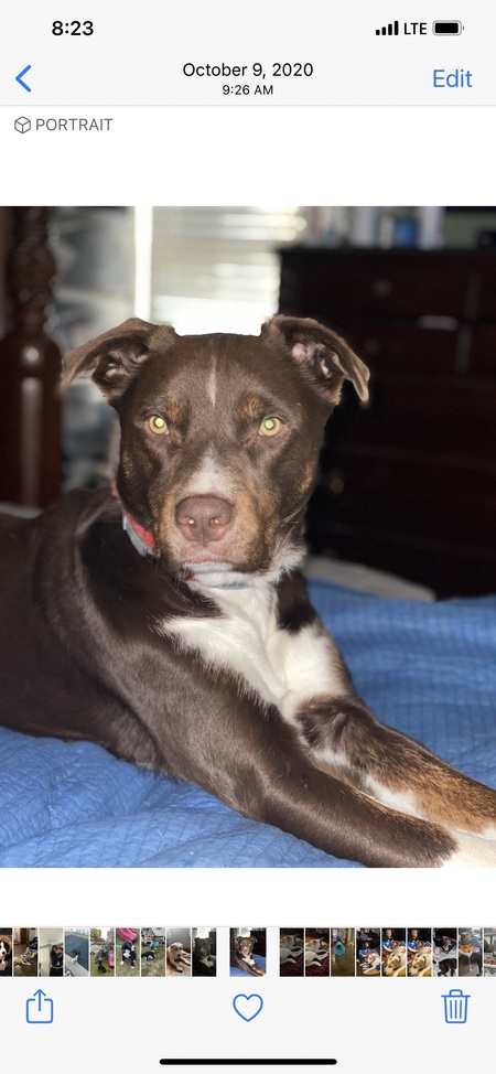 Entry image for Biggie  . Clicking this image will show a larger photo