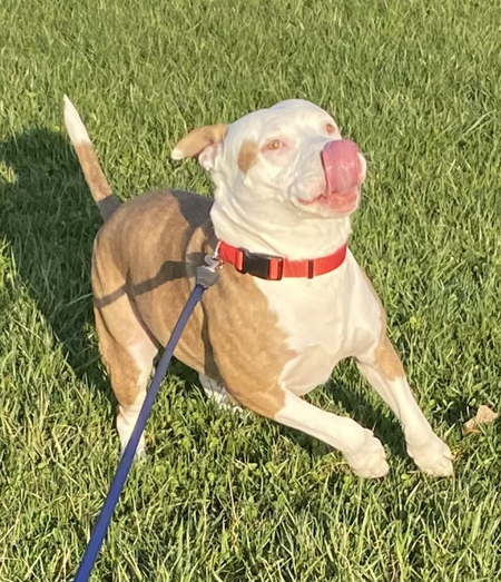 Entry image for Chance. Clicking this image will show a larger photo