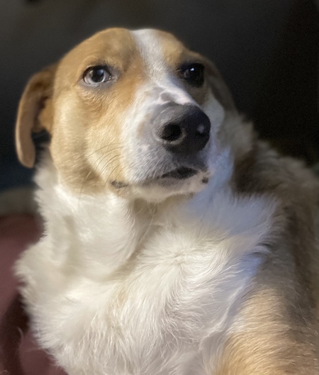 Entry image for Nico. Clicking this image will show a larger photo