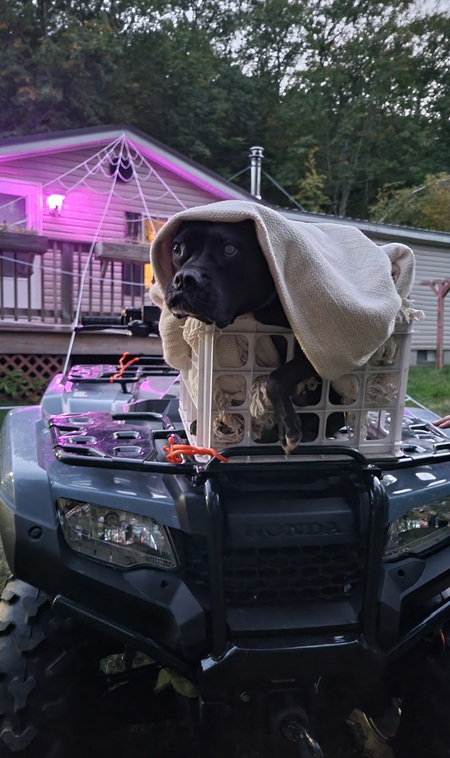 Entry image for Domino . Clicking this image will show a larger photo