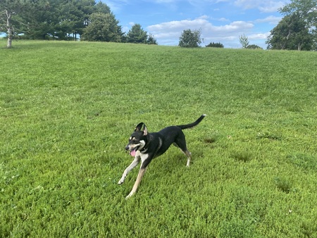 Entry image for Ziti . Clicking this image will show a larger photo