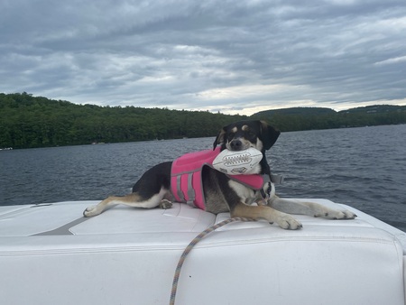 Entry image for Ziti . Clicking this image will show a larger photo