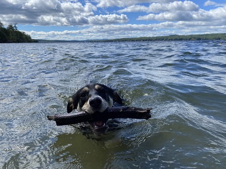 Entry image for Ziti . Clicking this image will show a larger photo