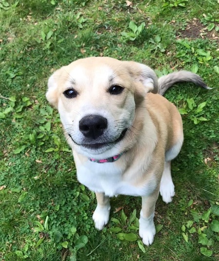 Entry image for Luna. Clicking this image will show a larger photo