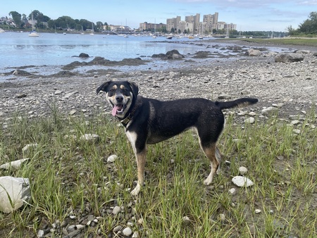 Entry image for Ziti . Clicking this image will show a larger photo