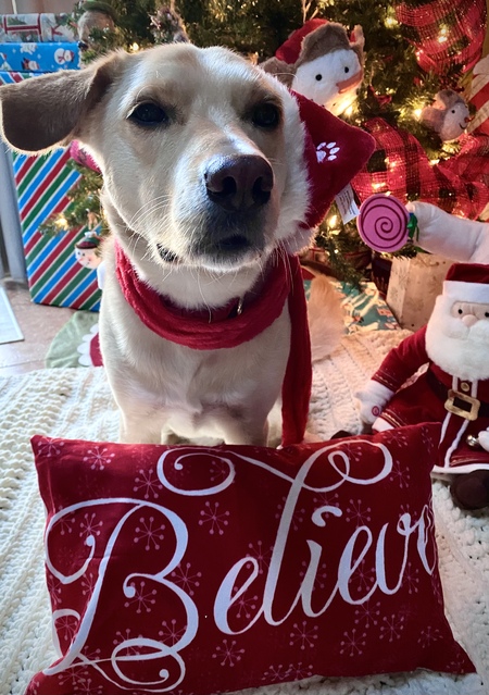 Entry image for Stella. Clicking this image will show a larger photo