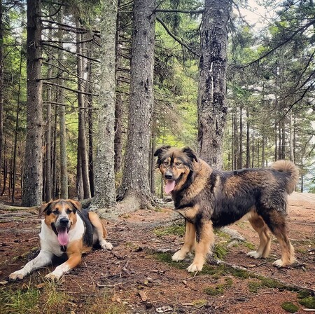 Entry image for Odin and Sadie Mae. Clicking this image will show a larger photo