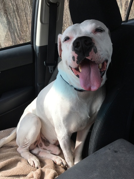 Entry image for Phoenix  (was Doobie). Clicking this image will show a larger photo