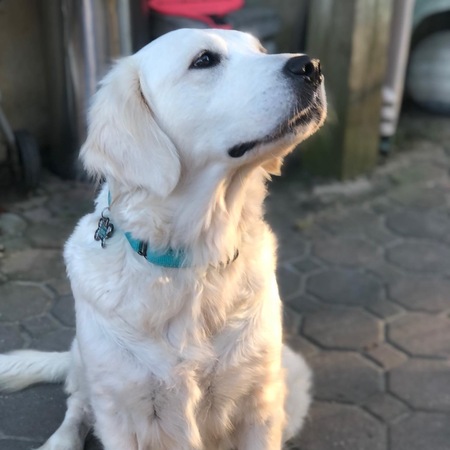 Entry image for Pearl. Clicking this image will show a larger photo