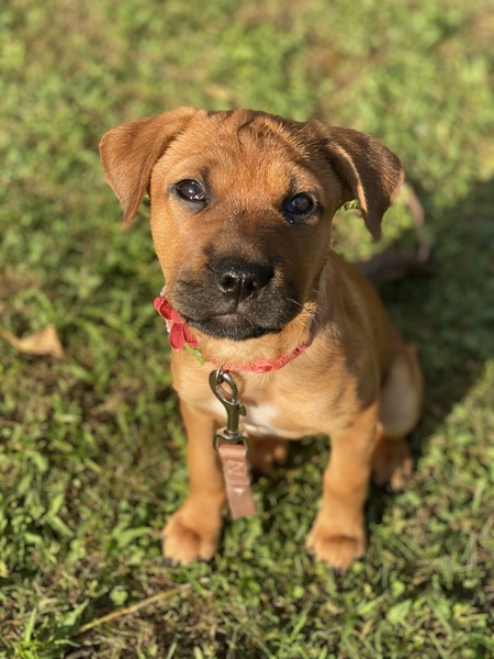 Entry image for Josie. Clicking this image will show a larger photo