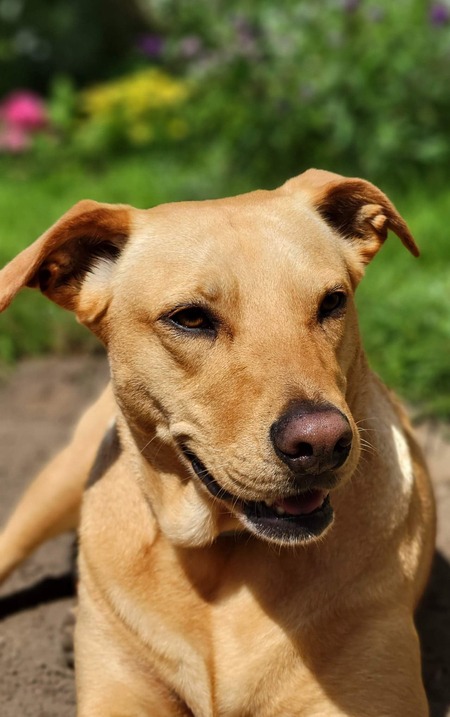 Entry image for Hazel . Clicking this image will show a larger photo